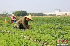 探访广州供港澳蔬菜基地：为农业插上智慧的“翅膀”图片