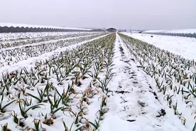 83秒丨潍坊迎来牛年首场降雪 农技专家深入田间“支招”图片