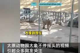 太原动物园回应大象呆滞摇头：已排除抑郁可能，属于刻板行为图片