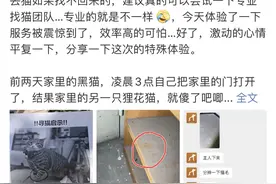 一个“职业找宠人”的自述：月薪上万，常被当成小偷，最多一天找到5只猫图片