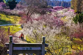 百花怒放斗芳菲，竞跑喜报江城春图片