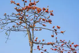 木棉花开，春满福绵图片