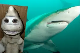 鲨鱼宝宝面部似人脸！印尼渔夫从母鲨体内剖出“变异”幼鲨图片