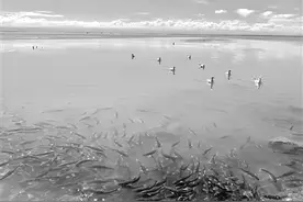 三江源头，青海全力保护“地球之肾”图片