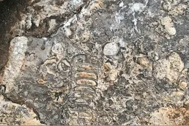 利川再现2.5亿年前生物礁化石 上世纪当地就发现国内最大的生物礁化石图片