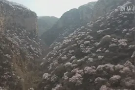 河南陕州：山桃花盛开 烂漫十里山谷视频封面