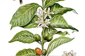 从物以稀为贵，到⽣产过剩，咖啡的全球化之路图片