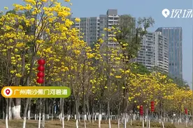 广州：黄花风铃木绽放 游人赏花正当时视频封面