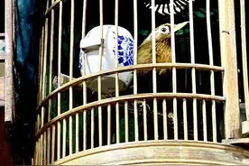 笼养鸟晋升国家重点保护动物，还能养鸟吗？图片