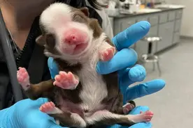 美国一幼犬天生6条腿2个尾巴！兽医：活着出生就是奇迹图片