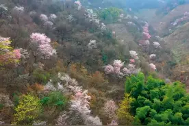古道春风 野樱似云视频封面