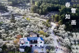 如雪如诗，重庆李花开始盛放图片