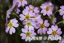 春天里的陕西丨西安植物园2月27日恢复开园 实用赏花攻略请查收图片