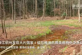 浙江杭州发现大片国家Ⅰ级珍稀濒危蕨类植物中华水韭居群视频封面