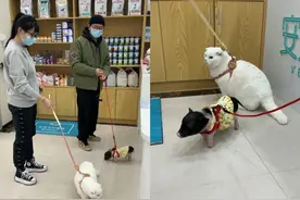 养宠人群：年前疯狂囤宠物年货食品，年后又拼命为宠物买减肥商品图片