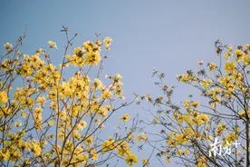 多图 | 一抹春色撩人，黄色风铃花遍布惠州图片