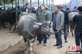 广西牛市交易火爆 牛“生意经”层出不穷图片