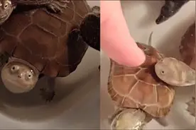 天生长着微笑脸，乌龟对主人抛媚眼求龟粮！主人：笑也没用图片