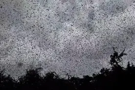 蝗灾又来了，这次东非能躲过此劫吗？| 京酿馆图片