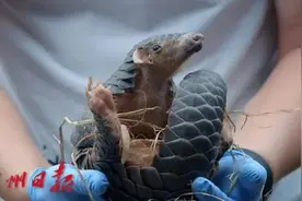 注意！下月起，再干这10件事就是犯罪，稀里糊涂小心坐牢图片