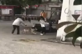 正处发情期！60多斤斗牛犬未栓狗绳 小区内突然扑咬5岁女孩