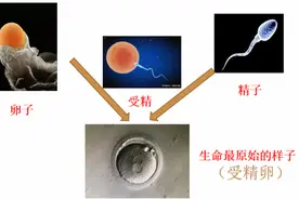 新生命之旅——我在妈妈肚子里的样子图片