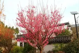 春游川渝丨踏青赏花采摘，达州最全春游赏花地图来了图片