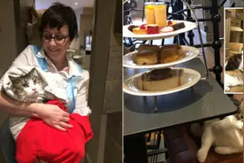 挑战自我开猫咖 女子辞去从事20年的工作图片