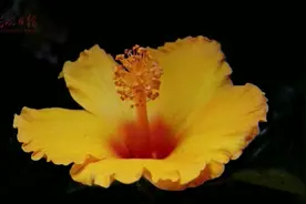 美！延时摄影记录花朵盛开瞬间视频封面