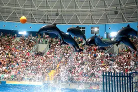 「闪电直播」元宵佳节，记者带您走进齐河欧乐堡海洋极地世界图片