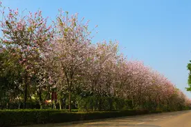 广西-东盟经开区：百花争艳春意浓图片