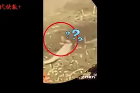 老人挖藕深陷泥塘，救人动用了挖掘机图片