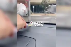 游客车内隔空喂食海鸥，不料前挡风玻璃被啄裂，网友：薯条值两千图片