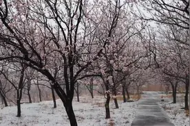 当怒放的山桃花遇上二月雪，云台山雪景如画卷视频封面