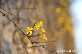 情报站｜日照五莲迎春花开金灿灿，让春寒料峭的季节充满浓浓春意图片