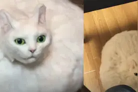 “扫地机器猫”快速移动找主人撒娇，网友吓翻：以为猫在棉花里图片