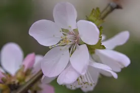 科普 | 园林树木百家姓——毛图片