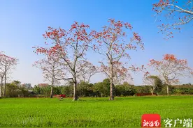 一直跳到“三月三”！海南昌江排岸村邀你来跳竹竿舞图片