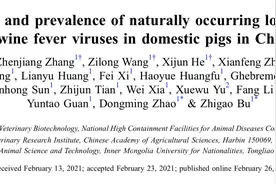 非洲猪瘟防控新挑战：中国部分省区发现低致死率自然变异株图片