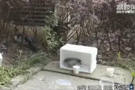投喂小区里的流浪猫，有错吗？图片