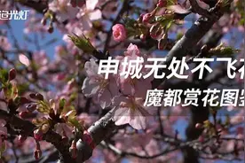 梅花、樱花、玉兰，魔都早春赏花图鉴图片