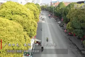 广西田东：春暖花开  芒花飘香视频封面