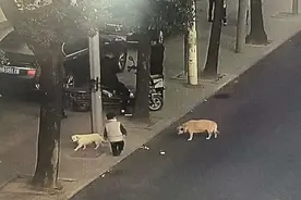 浙江3岁男孩走丢，从小一起长大的小白狗一直默默跟随保护图片