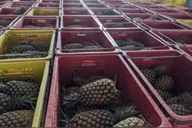 菠萝事件又现迷之剧情“台军凤梨满汉全席”菜单疯传图片
