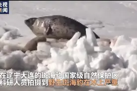 憨态可掬！科研人员拍到野生斑海豹冰上产崽图片