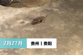贵州一火锅店就餐时间老鼠乱窜，老板致歉：会停业整顿图片