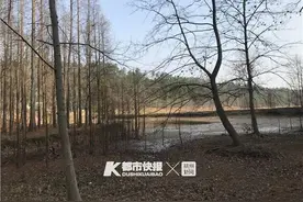 这片“韭菜”有3亿多年历史，是植物界的“大熊猫”图片