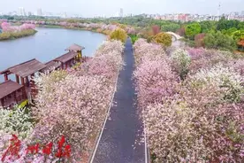 “粉色梦境”曝光，广东官宣了图片