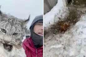 农夫抓到吃鸡的山猫 将其带去“案发现场”训斥图片