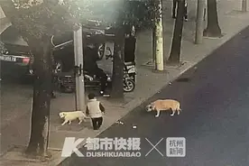 义乌三岁男童走丢 从小一起长大的小白狗一路跟随保护图片